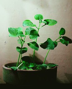 Fresh Oregano PLant