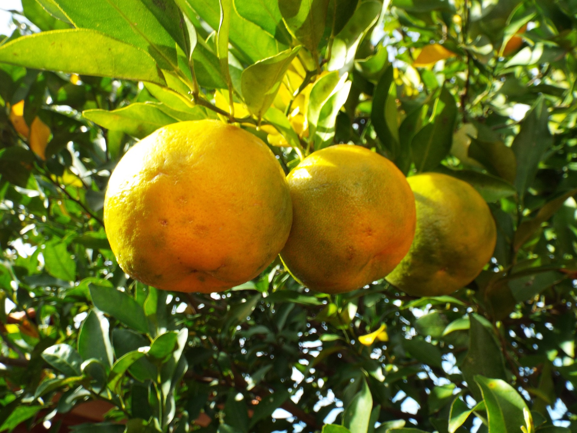 Bergamot Fruit