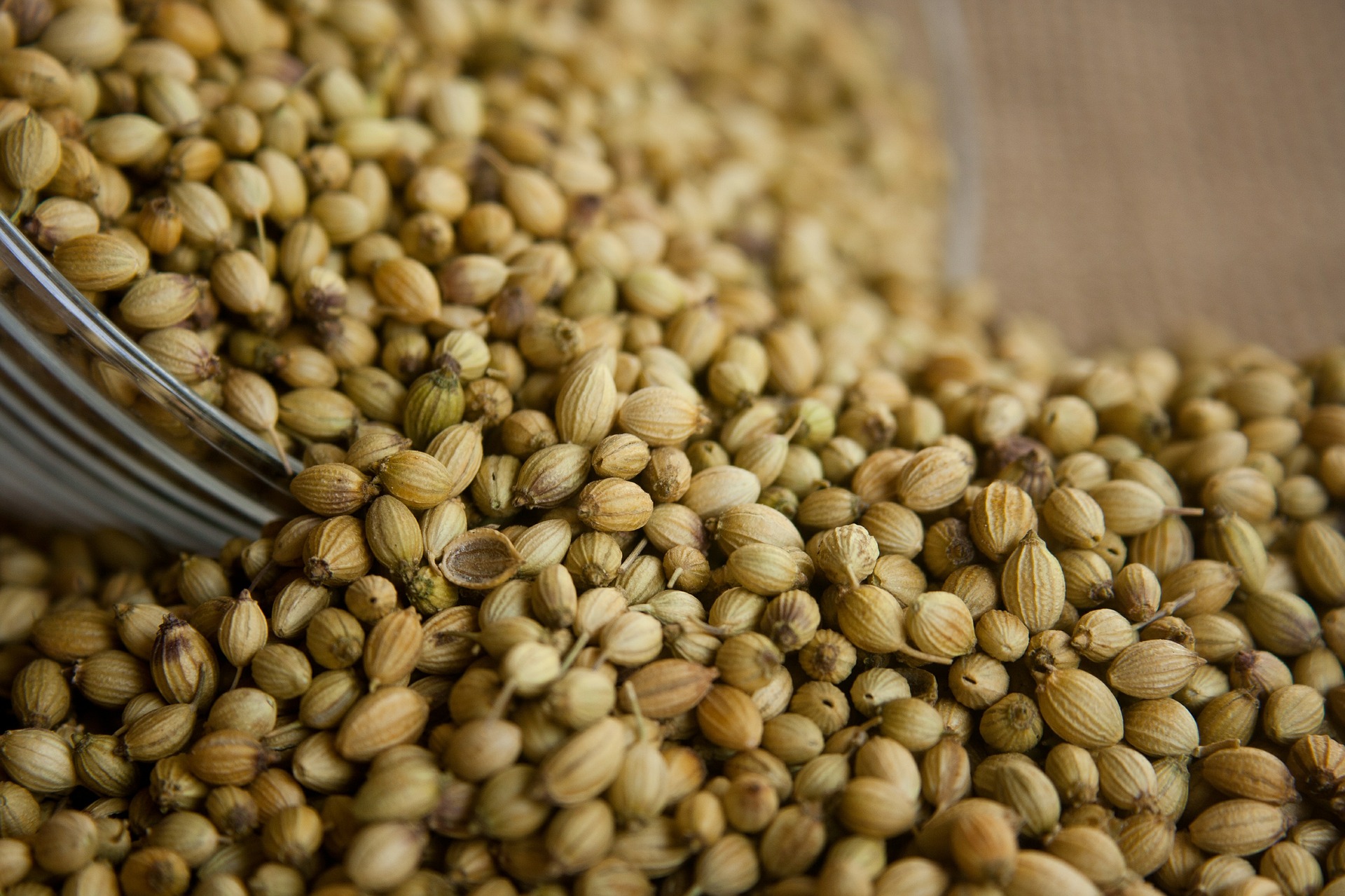 What is a Coriander Seed