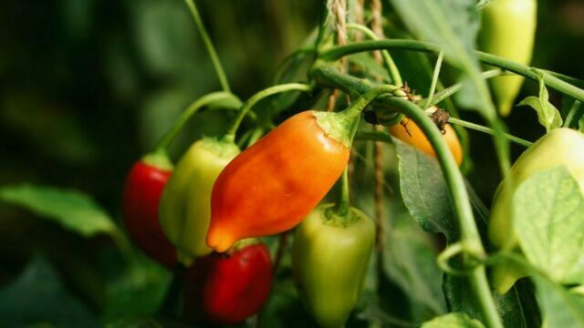 What is a Ghost Pepper – Does it have any nutrional value