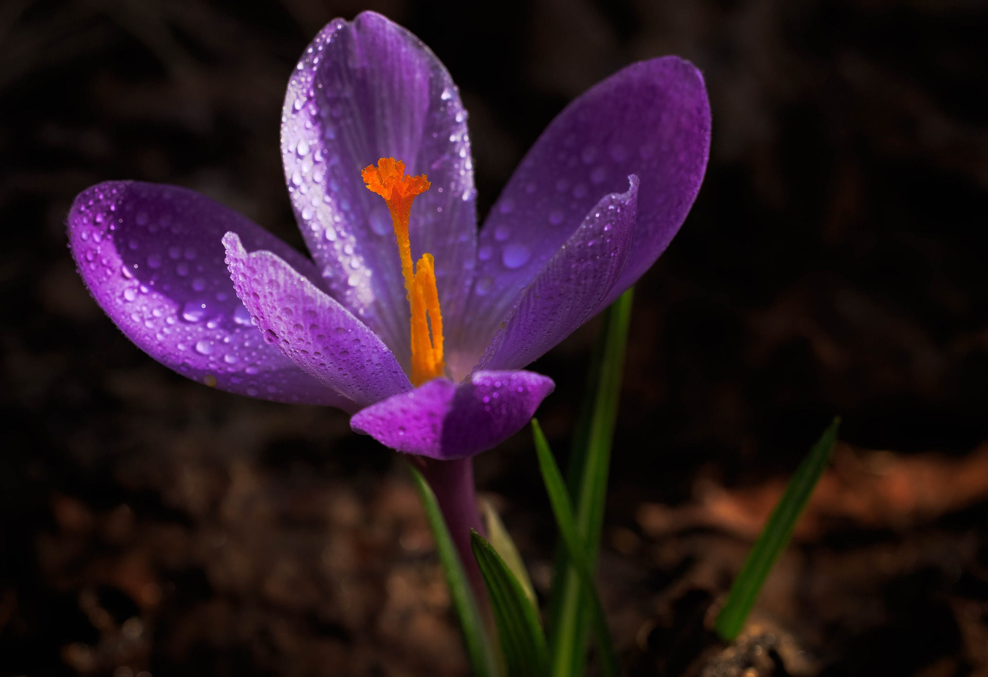 What is a Saffron Plant