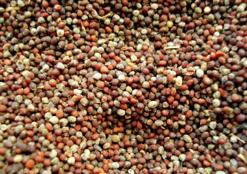 what is a mustard seed