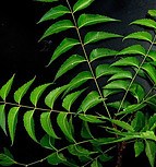 What are Neem Leaves