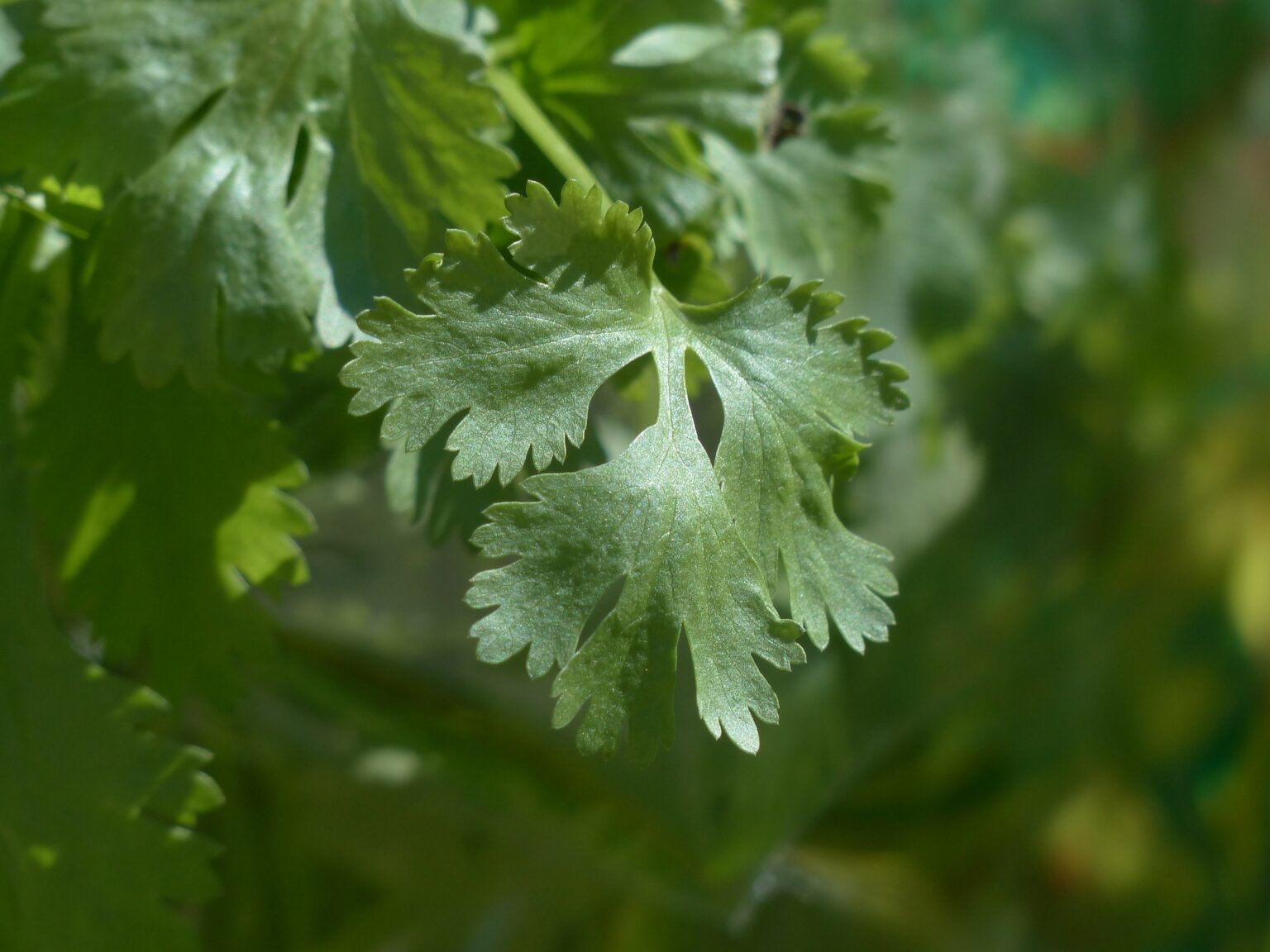 What is a Coriander Seed How to eat it? SPICES FOR FOODS