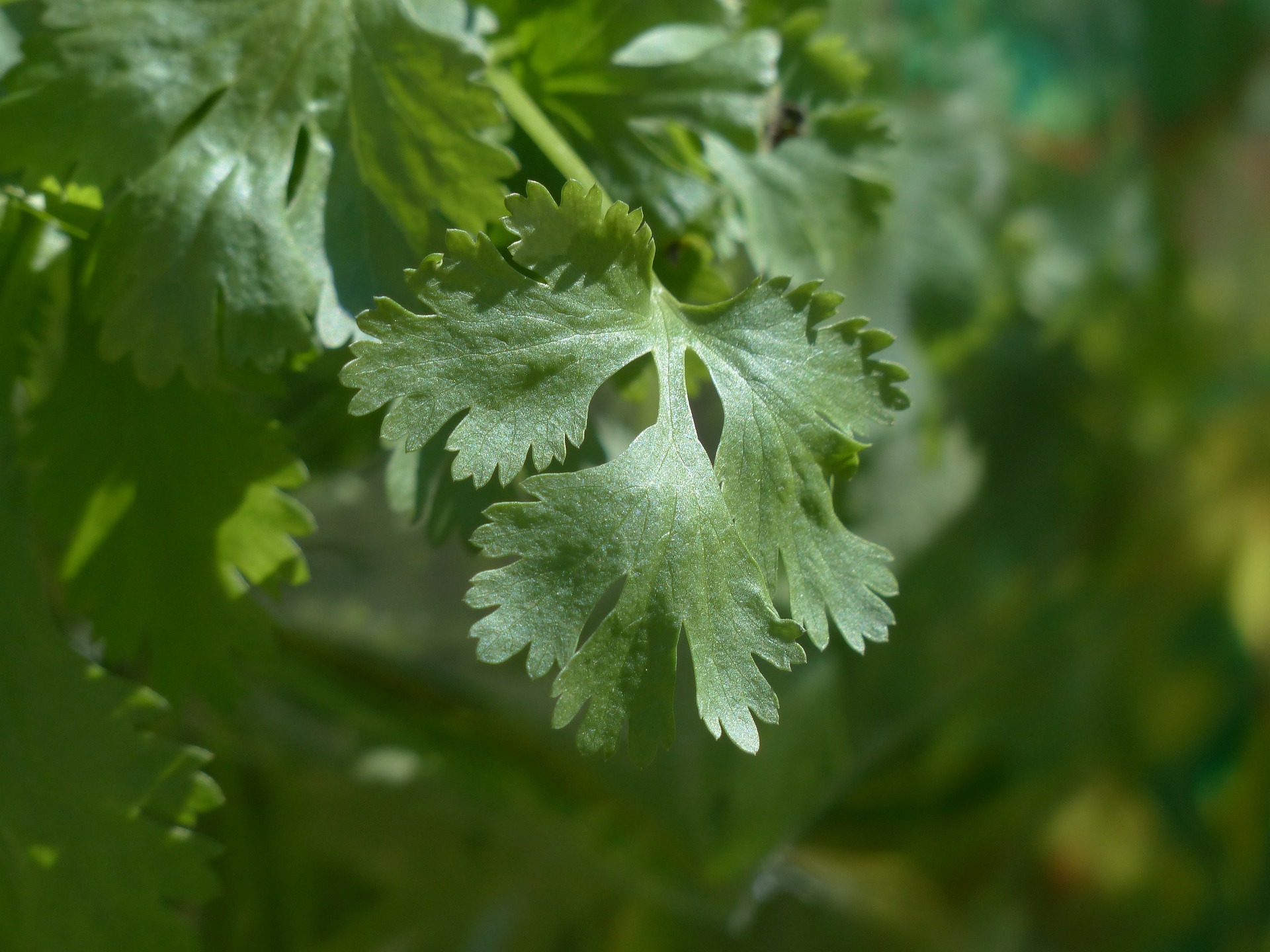 What are Coriander leaves