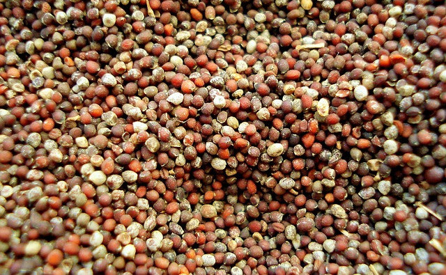 What is a Mustard Seed
