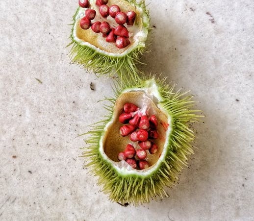What is Annatto Seeds