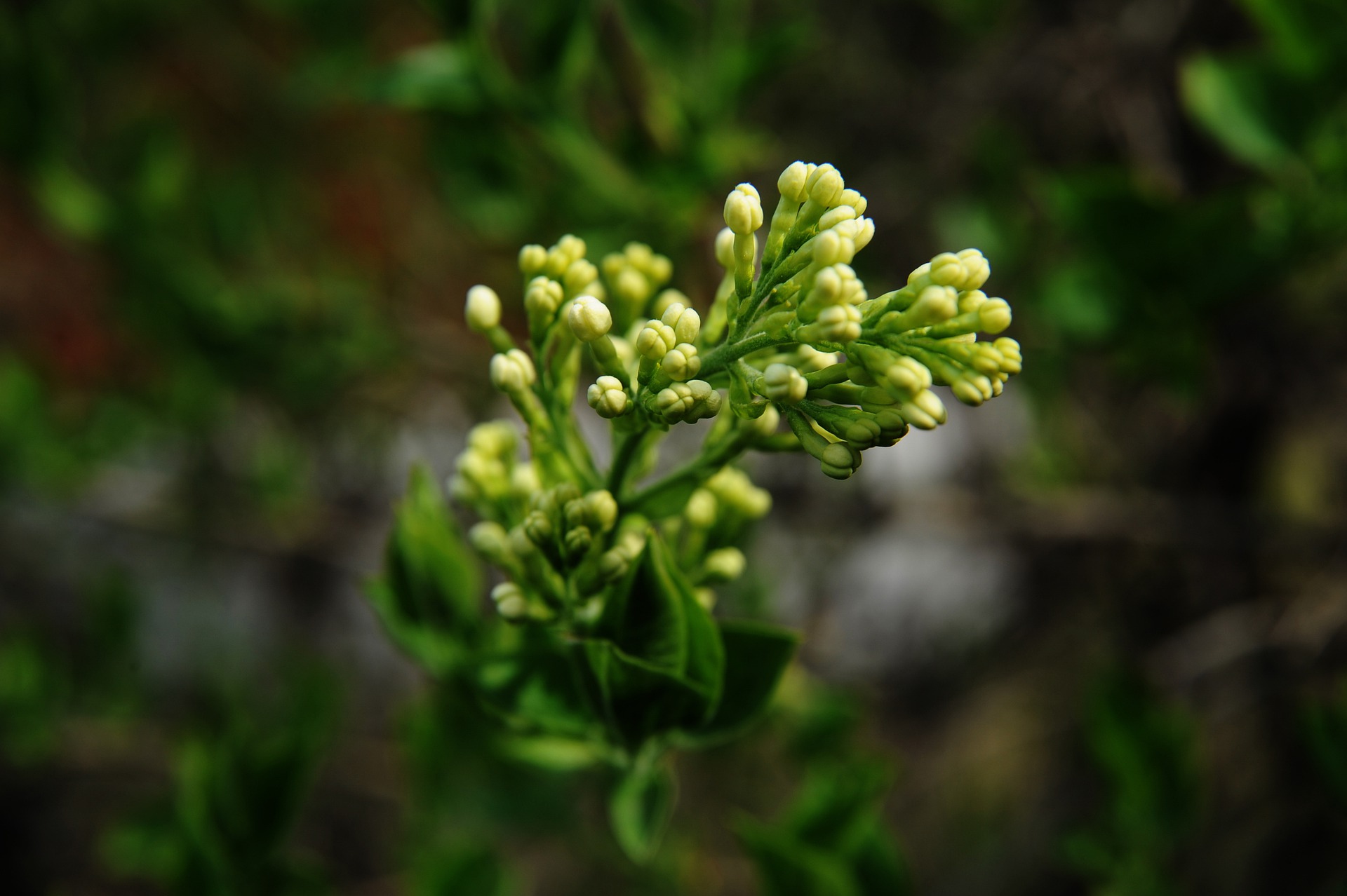 Clove Plant