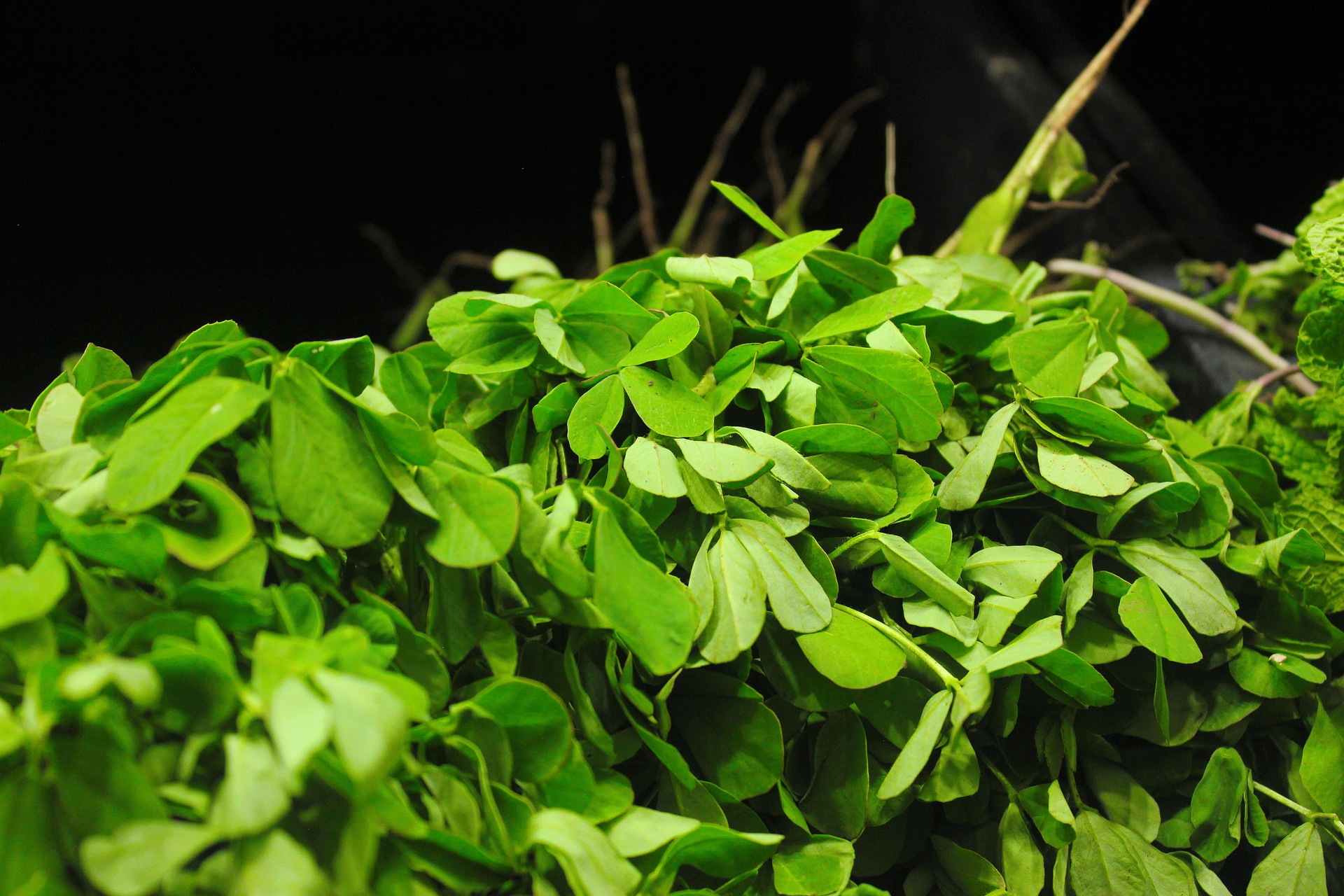 Fenugreek Plant