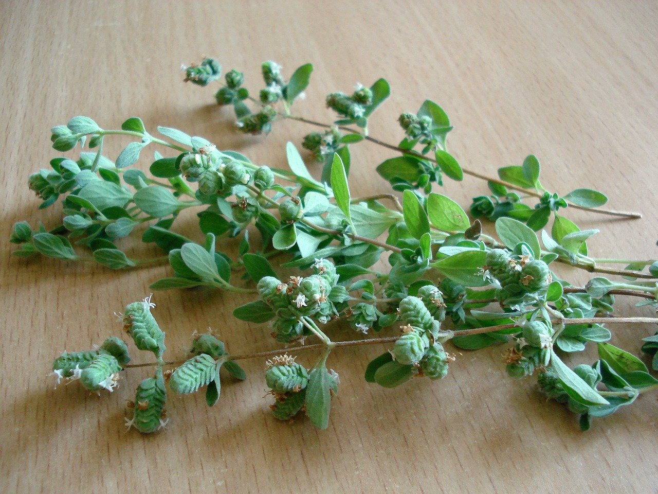 What is Marjoram herb