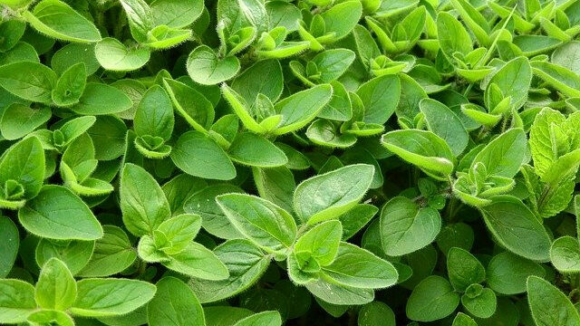 What is Marjoram Spice