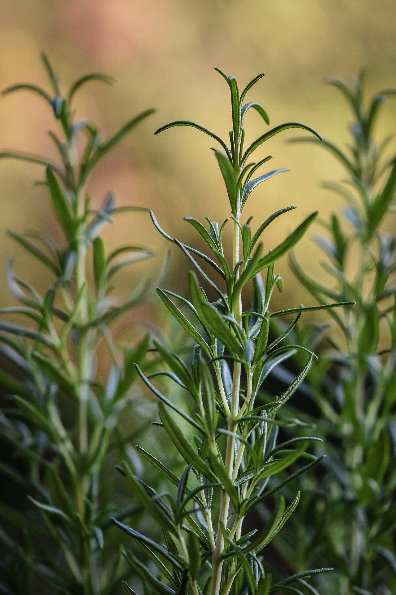 What is Rosemary