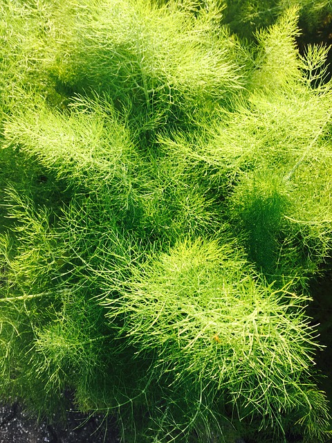 Dill Herb Garden