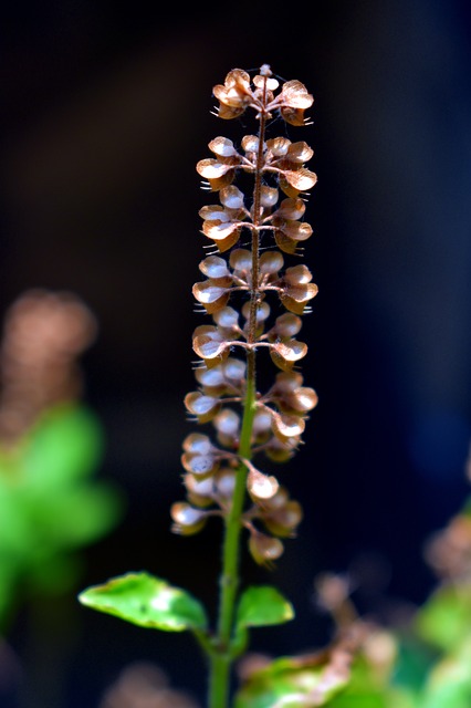 Basil Seed Plant