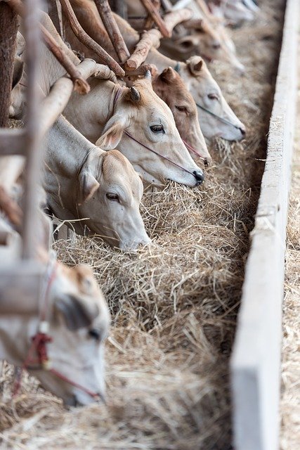 Cattle Ranch