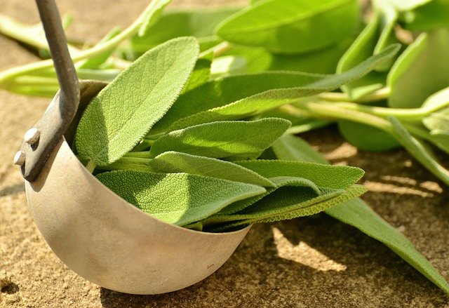 What is Sage herb
