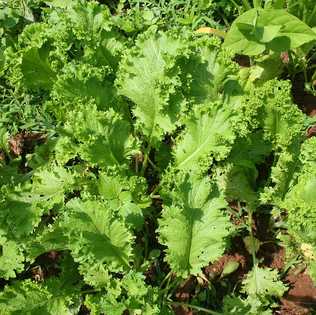 what-is-chinese-mustard-can-i-make-it-at-home